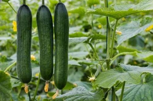 吃瓜.黑瓜吃料网,带你领略网络吃瓜文化的魅力